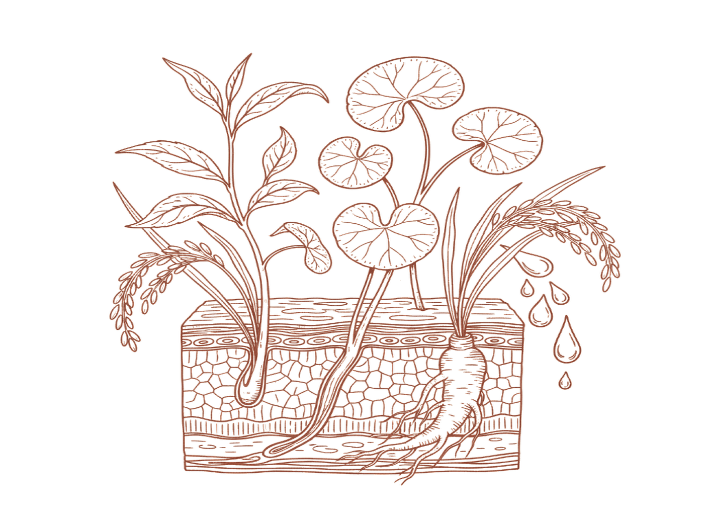 Botanical illustration of Korean skincare ingredients penetrating skin layers